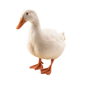 Duck Goose Bird
