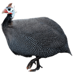 Guinea Fowl