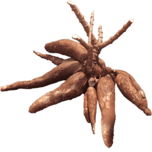 Cassava Tuber